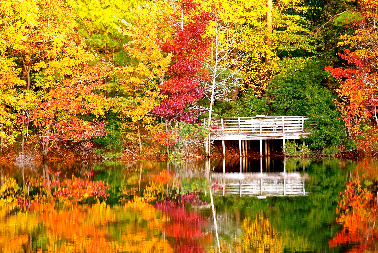 Autumn_s View