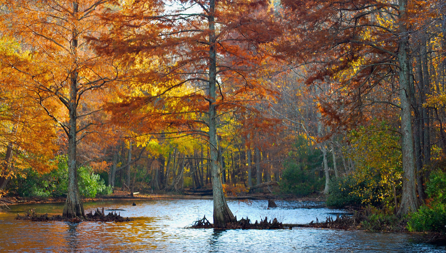 Fall Woods  In Hampton