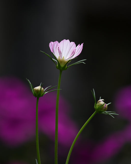 Translucent
